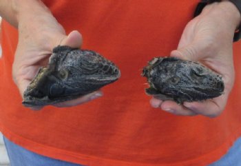 2 piece lot of North American Iguana heads cured in formaldehyde,  measuring  3-1/2 and 4 inches in length - $25