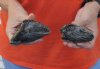 2 piece lot of North American Iguana heads cured in formaldehyde,  measuring  3-1/2 and 4 inches in length - you will receive ones in the photo for $40.00