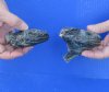 2 piece lot of North American Iguana heads cured in formaldehyde,  measuring 3 and 3-1/2 inches in length - you will receive ones in the photo for $35.00