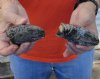 2 piece lot of North American Iguana heads cured in formaldehyde,  measuring 3-1/2 and 4 inches in length - you will receive ones in the photo for $40.00