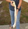 23 inch Florida alligator bottom jaw bone - You are buying the gator jaw shown for $10 (No teeth)