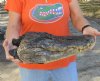 17 inch Preserved Alligator head with mouth and eyes closed (You are buying the  alligator head pictured) for $75 (damage to the top of head)
