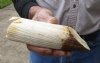 8-inch Straight Hippo Tusk, hippo Ivory, .80 pounds and 50% solid.  (You are buying the hippo tusk pictured) for $110.00 (CITES #300162) 