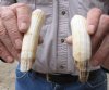 2 pc lot of 4-1/2 and 5-inch Semi-Curved Hippo Tusk, hippo Ivory, .35 pounds and 80% solid.  (You are buying the 2 hippo tusk pictured) for $60.00 (CITES #300162) 