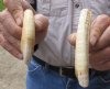 2 pc lot of 5-inch Semi-Curved Hippo Tusk, hippo Ivory, .35 pounds and 90% solid.  (You are buying the 2 hippo tusk pictured) for $60.00 (CITES #300162) 