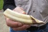 5-1/2-inch Semi-Curved Hippo Tusk, hippo Ivory, .25 pounds and 80% solid.  (You are buying the hippo tusk pictured) for $40.00 (CITES #300162) 