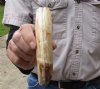 7-inch Semi-Curved Hippo Tusk, hippo Ivory, 40 pounds and 30% solid.  (You are buying the hippo tusk pictured) for $65.00 (CITES #300162) 