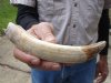 8-inch Curved Hippo Tusk, hippo Ivory, .50 pounds and 50% solid  (You are buying the hippo tusk pictured) for $70.00 (CITES #300162) 