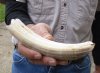 7-inch Curved Hippo Tusk, hippo Ivory, .50 pounds and 30% solid.  (You are buying the hippo tusk pictured) for $70.00 (CITES #300162) 