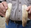 2 pc lot of 5-1/2 and 6-1/2-inch Semi-Curved Hippo Tusk, hippo Ivory, .40 pounds  (You are buying the 2 hippo tusk pictured) for $60.00 (CITES #300162) 
