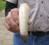 7-inch Semi-Curved Hippo Tusk, hippo Ivory, 30 pounds and 10% solid.  (You are buying the hippo tusk pictured) for $50.00 (CITES #300162) 