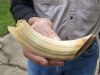 8-inch Curved Hippo Tusk, hippo Ivory, 55 pounds and 30% solid.  (You are buying the hippo tusk pictured) for $80.00 (CITES #300162) 