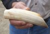 7-inch Semi-Curved Hippo Tusk, hippo Ivory, 40 pounds and 40% solid.  (You are buying the hippo tusk pictured) for $60.00 (CITES #300162) 