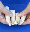 4 pc lot of 3 to 4-1/2 Semi-Curved Hippo Tusk, hippo Ivory, .30 pounds.  (You are buying the hippo tusks pictured) for $50.00 (CITES #300162) 