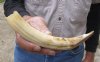 8-inch Curved Hippo Tusk, hippo Ivory, .40 pounds and 20% solid.  (You are buying the hippo tusk pictured) for $60.00 (CITES #300162)