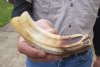 7-inch Curved Hippo Tusk, hippo Ivory, .40 pounds and 30% solid.  (You are buying the hippo tusk pictured) for $65.00 (CITES #300162)