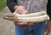 7-inch Semi-Curved Hippo Tusk, hippo Ivory, .35 pounds and 30% solid.  (You are buying the hippo tusk pictured) for $50.00 (CITES #300162) 