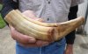 7-inch Curved Hippo Tusk, hippo Ivory, .45 pounds and 60% solid.  (You are buying the hippo tusk pictured) for $65.00 (CITES #300162) 