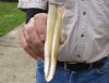 6-inch Straight Hippo Tusk, hippo Ivory, .25 pounds and 10% solid.  (You are buying the hippo tusk pictured) for $40.00 (CITES #300162) 