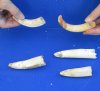 5 pc lot of 3 to 5 Semi-Curved Hippo Tusk, hippo Ivory, .50 pounds.  (You are buying the hippo tusks pictured) for $80.00 (CITES #300162) 