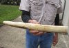 14-inch Straight Hippo Tusk, hippo Ivory, 1.30 pounds and 60% solid.  (You are buying the hippo tusk pictured) for $210.00 (CITES #300162) 
