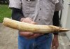10-inch Semi-Curved Hippo Tusk, hippo Ivory, .65 pounds and 60% solid.  (You are buying the hippo tusk pictured) for $105.00 (CITES #300162) 