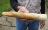 9-1/2-inch Straight Hippo Tusk, hippo Ivory, .85 pounds and 80% solid.  (You are buying the hippo tusk pictured) for $140.00 (CITES #300162) 