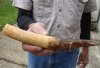 9-1/2-inch Semi-Curved Hippo Tusk, hippo Ivory, 70 pounds and 60% solid.  (You are buying the hippo tusk pictured) for $115.00 (CITES #300162) 