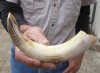 10-inch Curved Hippo Tusk, hippo Ivory, .40 pounds and 10% solid. (You are buying the hippo tusk pictured) for $60.00 (CITES #300162)