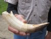 9-inch Curved Hippo Tusk, hippo Ivory, .55 pounds and 20% solid. (You are buying the hippo tusk pictured) for $85.00 (CITES #300162)