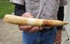10-inch Straight Hippo Tusk, hippo Ivory, .55 pounds and 40% solid. (You are buying the hippo tusk pictured) for $90.00 (CITES #300162)