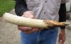 9-inch Semi-Curved Hippo Tusk, hippo Ivory, .50 pounds and 40% solid.  (You are buying the hippo tusk pictured) for $80.00 (CITES #300162) 