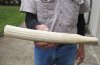 13-1/2-inch Straight Hippo Tusk, hippo Ivory, 1.30 pounds and 50% solid.  (You are buying the hippo tusk pictured) for $210.00 (CITES #300162) 