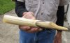 10-inch Straight Hippo Tusk, hippo Ivory, .75 pounds and 80% solid.  (You are buying the hippo tusk pictured) for $120.00 (CITES #300162) 