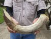 21-inch Curved Hippo Tusk, hippo Ivory, 2.65 pounds. (You are buying the hippo tusk pictured) for $400.00 (CITES #300162) (Signature Required)