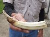 8-inch Curved Hippo Tusk, hippo Ivory, .45 pounds and 10% solid. (You are buying the hippo tusk pictured) for $65.00 (CITES #300162)