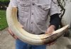 23-inch Curved Hippo Tusk, hippo Ivory, 3.35 pounds. (You are buying the hippo tusk pictured) for $500.00 (CITES #300162) (Adult Signature Required) 