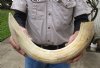 23-inch Curved Hippo Tusk, hippo Ivory, 2.85 pounds (You are buying the hippo tusk pictured) for $430.00 (CITES #300162) (Signature Required)