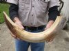 23-inch Curved Hippo Tusk, hippo Ivory, 2.75 pounds. (You are buying the hippo tusk pictured) for $415.00 (CITES #300162) (Signature Required)