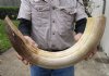 27-inch Curved Hippo Tusk, hippo Ivory, 4.35 pounds. (You are buying the hippo tusk pictured) for $655.00 (CITES #300162) (Adult Signature Required)
