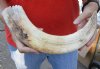 16-inch Curved Hippo Tusk, hippo Ivory, 1.15 pound.  (You are buying the hippo tusk pictured) for $175.00 (CITES #300162) 