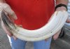 15-inch Curved Hippo Tusk, hippo Ivory, 1 pound.  (You are buying the hippo tusk pictured) for $150.00 (CITES #300162) 