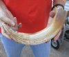 14-inch Curved Hippo Tusk, hippo Ivory, 1.20 pound.  (You are buying the hippo tusk pictured) for $180.00 (CITES #300162) 