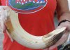 12-inch Curved Hippo Tusk, hippo Ivory, .80 pound.  (You are buying the hippo tusk pictured) for $120.00 (CITES #300162) 