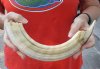 14-inch Curved Hippo Tusk, hippo Ivory,1 pound.  (You are buying the hippo tusk pictured) for $150.00 (CITES #300162) 