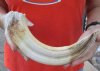 12-inch Curved Hippo Tusk, hippo Ivory, .75 pound.  (You are buying the hippo tusk pictured) for $115.00 (CITES #300162) 