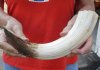 14-inch Curved Hippo Tusk, hippo Ivory, .85 pound.  (You are buying the hippo tusk pictured) for $130.00 (CITES #300162) 