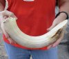 14-inch Curved Hippo Tusk, hippo Ivory, 1.15 pound.  (You are buying the hippo tusk pictured) for $175.00 (CITES #300162) 