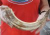 15-inch Curved Hippo Tusk, hippo Ivory, .85 pound.  (You are buying the hippo tusk pictured) for $100.00 (CITES #300162) 