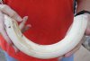 14-inch Curved Hippo Tusk, hippo Ivory, .90 pound.  (You are buying the hippo tusk pictured) for $135.00 (CITES #300162) 